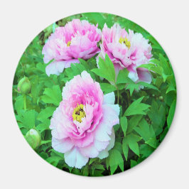 Elegant Rosa Träd Peony Flowers med Gult Center Magnet
