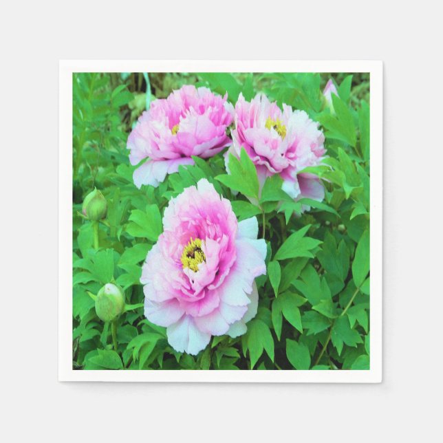 Elegant Rosa Träd Peony Flowers med Gult Center Pappersservett (Framsidan)