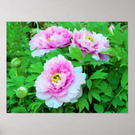Elegant Rosa Träd Peony Flowers med Gult Center Poster