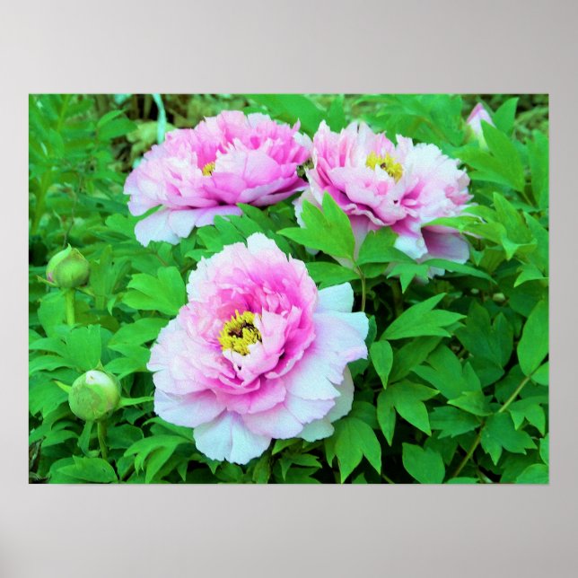 Elegant Rosa Träd Peony Flowers med Gult Center Poster (Framsidan)