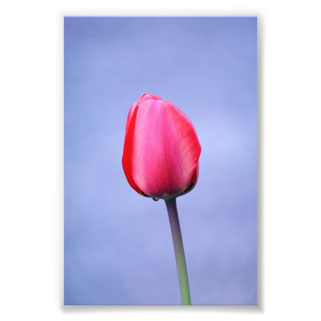 Elegant Rosa Tulip med Lavender Färg-bakgrund Fototryck (Framsidan)