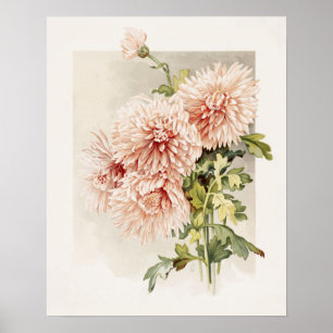Elegant Rosa Vintage Chryanthema Poster