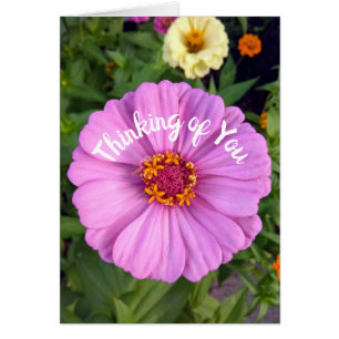 Elegant Rosa Zinnia FLOMTRING Kort