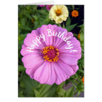 Elegant Rosa Zinnia Flower Birdday Card