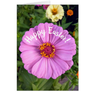 Elegant Rosa Zinnia Flower Påsk Card Hälsningskort