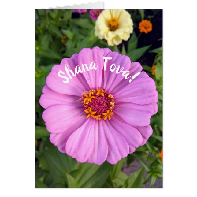 Elegant Rosa Zinnia Flower Rosh Hashanah Card Hälsningskort (Framsidan)