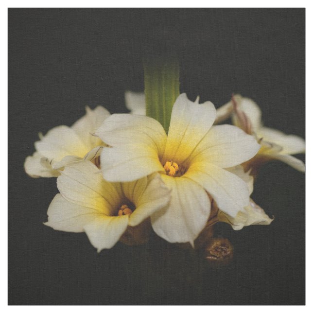 Elegant Satin Flowers on Black Tyg (Provkarta)