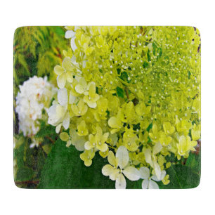 Elegant Schesongrön Limelight-Hortensia