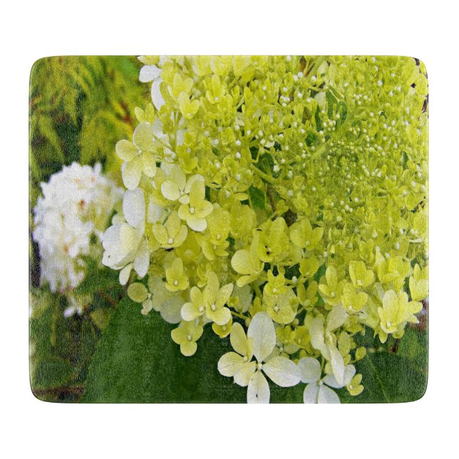 Elegant Schesongrön Limelight-Hortensia (Framsidan)