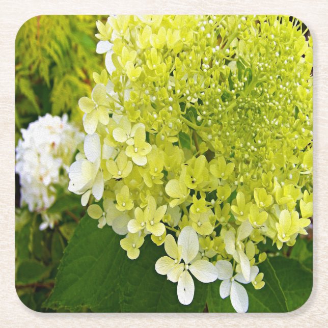 Elegant Schesongrön Limelight-Hydrangea Underlägg Papper Kvadrat (Framsidan)