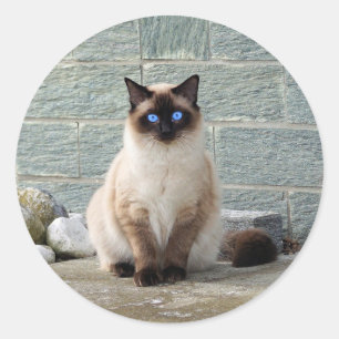 Elegant Siamese Cat Photo Classic Round Sticker Runt Klistermärke