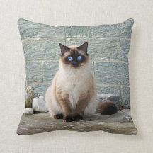 Elegant Siamese Cat Photo