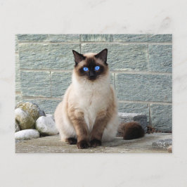 Elegant Siamese Cat Photo Postcard Vykort