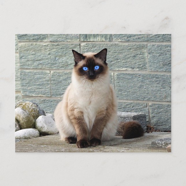 Elegant Siamese Cat Photo Postcard Vykort (Framsida)