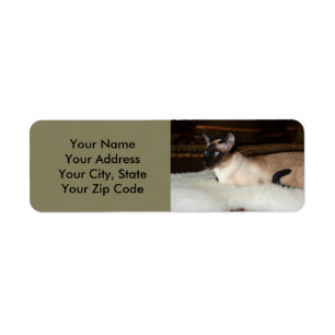 Elegant Siamese katt Returadress Etikett