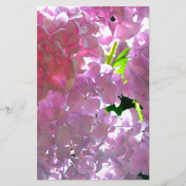 Elegant soft rosa blommigt rosa hydrangeas ro (Framsida)