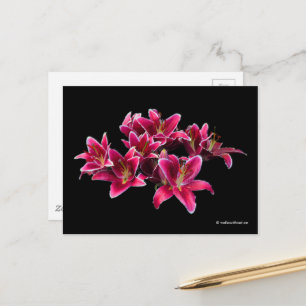 Elegant Stargazer Oriental Lilies Rosa Flowers Vykort