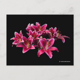Elegant Stargazer Oriental Lilies Rosa Flowers Vykort