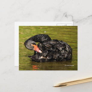Elegant Stunning Black Svan i dammen Vykort