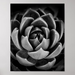 Elegant Succulary Plant Nature Photo Black White Poster
