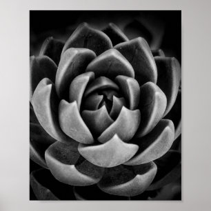 Elegant Succulary Plant Nature Photo Black White Poster