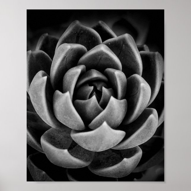 Elegant Succulary Plant Nature Photo Black White Poster (Framsidan)