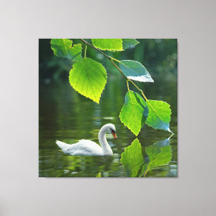 Elegant Summer Svan Canvastryck