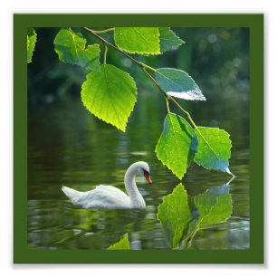 Elegant Summer Svan Fototryck