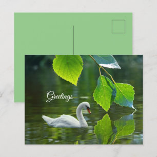 Elegant Summer Svan Vykort
