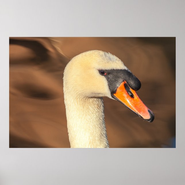 Elegant svan huvudporträtt  poster (Framsidan)