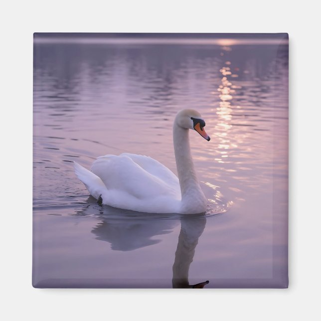 Elegant svan solnedgång magnet (Framsidan)
