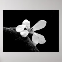 Elegant Svart och Vit Magnolia