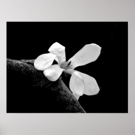 Elegant Svart och Vit Magnolia Poster