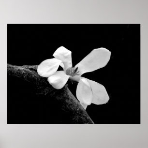 Elegant Svart och Vit Magnolia Poster