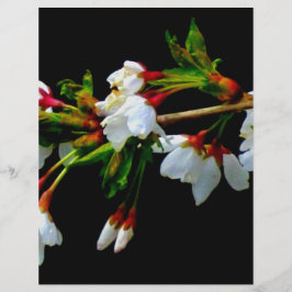 Elegant Svartvit blommar vit Blommar