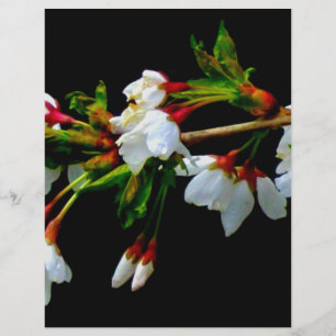 Elegant Svartvit blommar vit Blommar