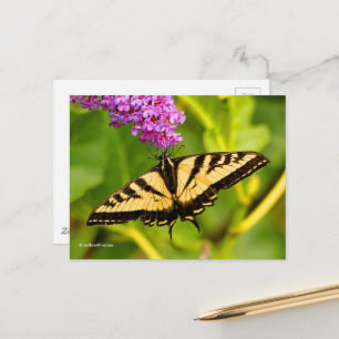 Elegant Swallowtail Butterfly on Butterfly Bush Vykort