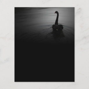 Elegant Swimming Black Svan Flygblad