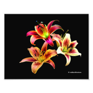 Elegant Trio of Gult Rosa Daylilies Blommigt Fototryck