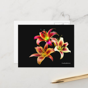 Elegant Trio of Gult Rosa Daylilies Blommigt Vykort