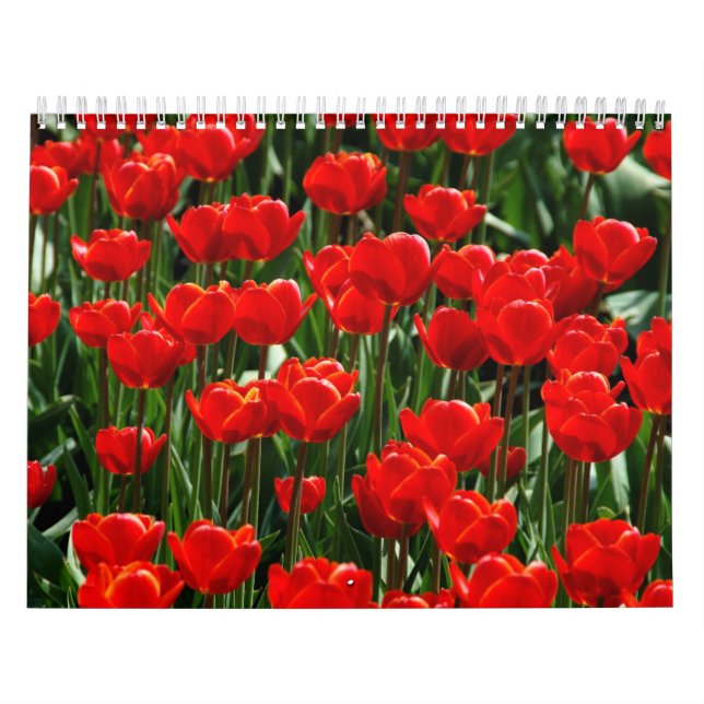 Elegant Tulip och Ro Blommigt Flowers Photography Kalender (Omslag)