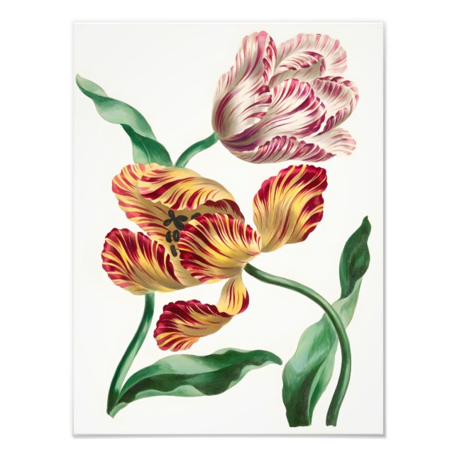 Elegant Tulpan Blommig Illustration Fototryck (Framsidan)
