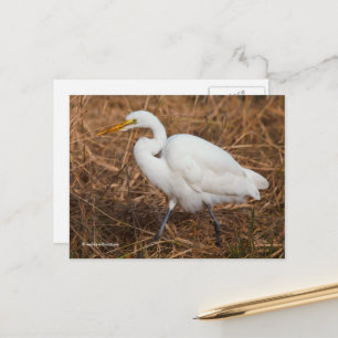 Elegant Underbar Egret Bird in Reeds Vykort