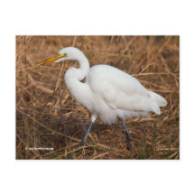 Elegant Underbar Egret Bird in Reeds