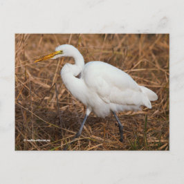 Elegant Underbar Egret Bird in Reeds Vykort