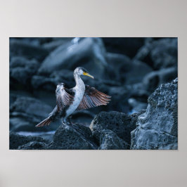Elegant Underbara skarvfåglar Poster