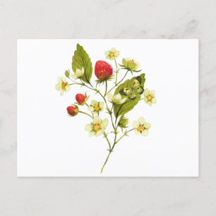 Elegant vattenfärg jordgubbsplanta med blommor vykort