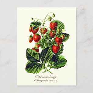 Elegant Vild av botaniska Vintagar jordgubbsfrukt Vykort