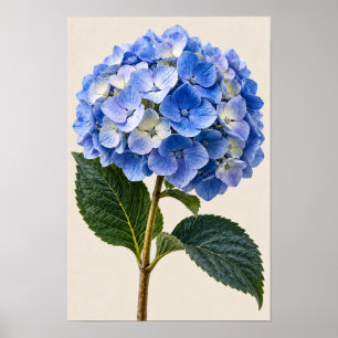 Elegant Vintage Blå Hortensia Botanisk Väggkonst