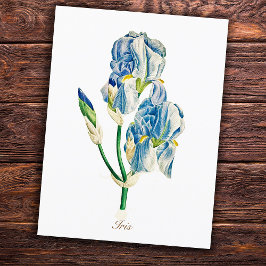 Elegant Vintage Botanisk Blå Iris Blomma Vykort